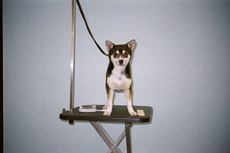 A freshly groomed small dog standing on a grooming table