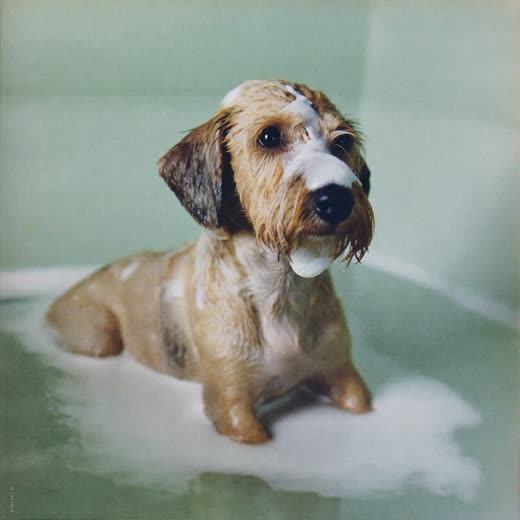 A small dog being bathed and lathered during a wash