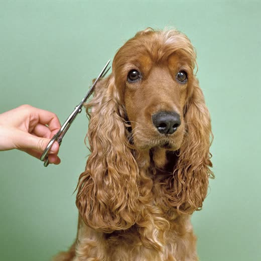 A spaniel having its coat trimmed with scissors