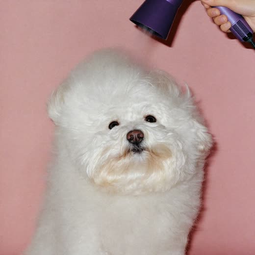 A white dog having its coat blow-dried and brushed out