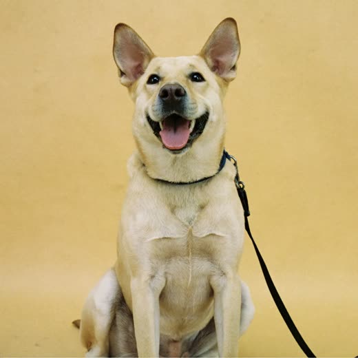 A labrador on a lead, ready for a walk